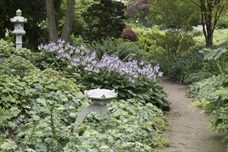 Stone lanterns in a perennial bed with hostas, geraniums and ferns (Mattheucia struthiopteris),