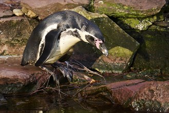 African penguin (Spheniscus demersus) standing on a rock, captive, Germany, Europe