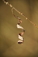 Eastern crack-willow (Salix euxina), dried leaf, detail, Upper Palatinate, Bavaria, Germany, Europe