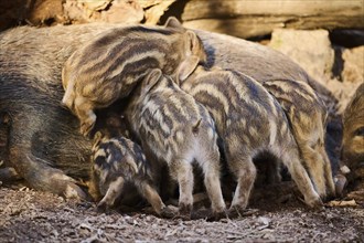 Wild boar (Sus scrofa) squeakers sucking on the tits of its mother in a forest, Bavaria, Germany