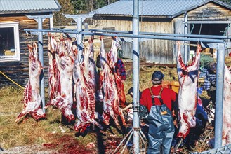 Slaughter of reindeer in autumn at Lapland in the northern of Sweden, Kvikkjokk, Lapland, Sweden,