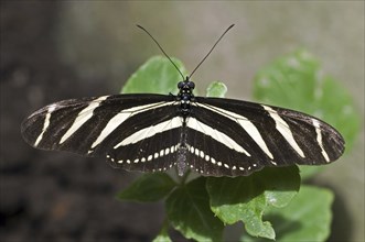 Zebra longwing (Heliconius charitonius) zebra heliconian, zebra butterfly on leaf, Costa Rica,