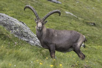 Alpine ibex (Capra ibex) male with big horns in summer in the Hohe Tauern National Park, Austrian