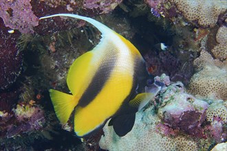 Red sea bannerfish (Heniochus intermedius), Daedalus Reef dive site, Egypt, Red Sea, Africa