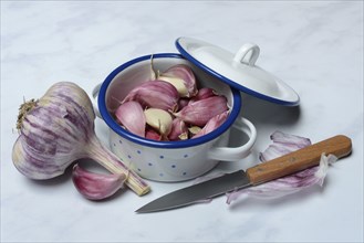 Fresh, red garlic cloves in pots, garlic (Allium cepa), France, Europe