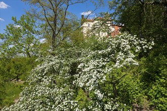 Pirna View of the old town from the Sonnenstein