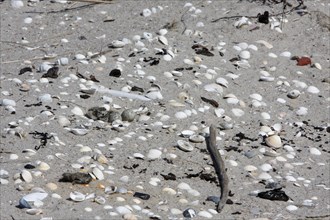 Ringed Plover (Charadrius hiaticula), clutch on the beach, search image, well camouflaged on the