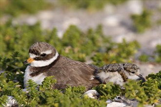 Little Ringed Plover (Charadrius hiaticula), adult bird on the clutch of eggs, Lower Saxony Wadden