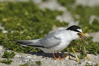 Little Tern (Sternula albifrons), adult bird with fish in its beak, feeding, Lower Saxon Wadden Sea