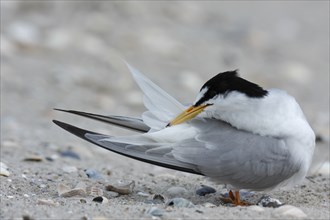 Little Tern (Sternula albifrons), grooming its feathers on the beach, Lower Saxony Wadden Sea