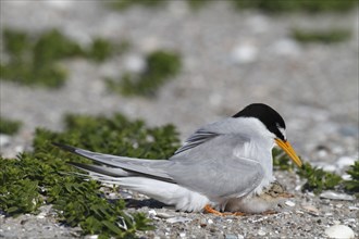 Little Tern (Sternula albifrons), adult bird hooting chicks, jumper being hooted, Lower Saxon