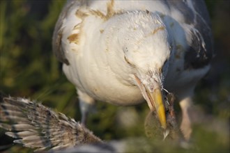 European herring gull (Larus argentatus), feeding on a Common Tern (Sterna hirundo) chick, Lower