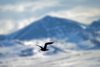 Whimbrel (Numenius phaeopus) in flight, behind Richardson Mountains, Yukon Territory, Canada, North