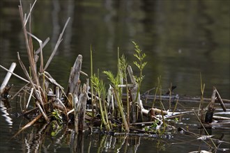 Floating vegetation, water fern, Müritz National Park, Mecklenburg-Western Pomerania, Germany,