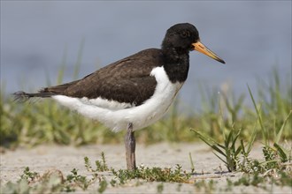 Eurasian oystercatcher (Haematopus ostralegus), immature individual in the salt marsh, Lower Saxon