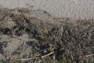 Eurasian oystercatcher (Haematopus ostralegus), well camouflaged juvenile bird in the mudflats,