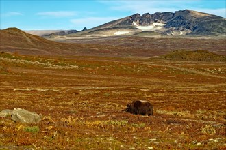 Musk ox (Ovibos moschatus) in Dovrefjell-Sunndalsfjella National Park, autumn, behind Snöhetta