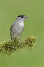 Blackcap (Sylvia atricapilla), male, sitting on a branch covered with moss, North Rhine-Westphalia,