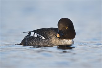 Common Goldeneye (Bucephala clangula), Emsland, Lower Saxony, Germany, Europe