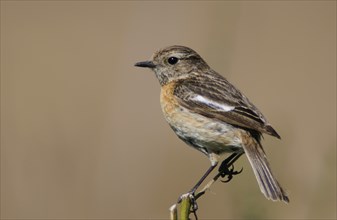 European stonechat (Saxicola rubicola), Emsland, Lower Saxony, Germany, Europe