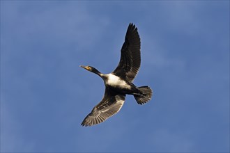 Flying cormorant, Geltinger Birk, Schleswig-Holstein, Germany, Europe