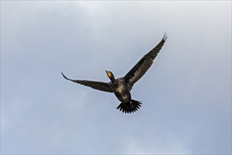 Flying cormorant, Geltinger Birk, Schleswig-Holstein, Germany, Europe