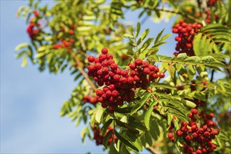 Mountain ash is an important food plant for animals. This has been proven so far for 31 mammal and