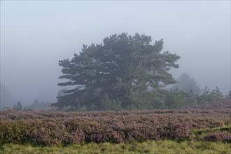 Heath landscape in early morning mist during the heath blossom m Lüneburger Heide nature reserve.