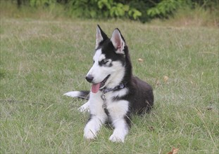 Siberian Husky female (Canis lupus familaris), 5 months, lying on a meadow, North Rhine-Westphalia,