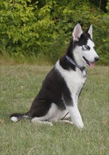 Siberian Husky female (Canis lupus familaris), 5 months, sitting on the meadow, North