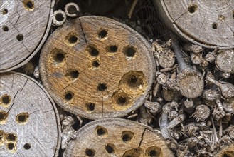 Insect hotel for solitary bees, nest holes, cavities in wood block damaged, hammered open and