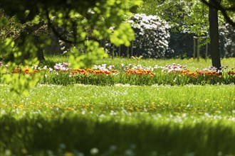 Pillnitz Palace Park in spring