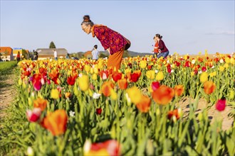 A tulip field near Oberhäslich in the Osterzgebirge, here you can pay with a cash register of your