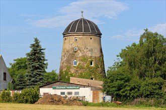 In addition to goats, the Fremdiswald mill is also home to llamas, donkeys, saddle pigs,