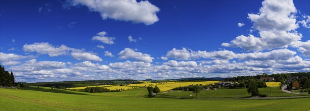 Rape fields in bloom in Seifersdorf near Malter View to the Luchberg mountain