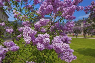 Pillnitz in spring