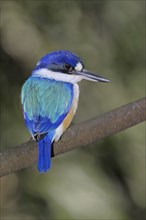 Wood Kingfisher (Todiramphus pyrrhopygia), Queensland, Australia, Oceania