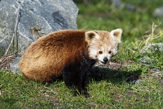 Red panda (Ailurus fulgens), red panda, cat bear . Asia