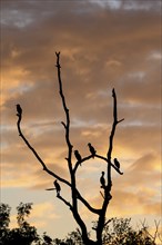 Great cormorant (Phalacrocorax carbo), resting group in a dead tree, mountain depression, at