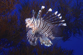 Indian (lionfish Pterois miles) in black wire coral (Antipathes dichotoma), St Johns reef dive