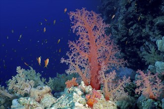 Hemprich's tree coral (Dendronephthya hemprichi), Habili Jaffa dive site, St Johns Reef, Saint