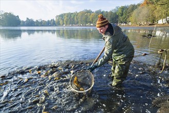 Fishing of the castle pond in Moritzburg