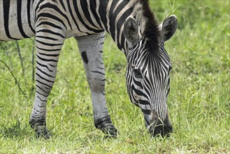 Plains zebra (Equus quagga), Burchell's zebra (Equus burchellii), common zebra grazing grass in the