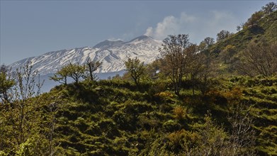 Spring, trees, green mountainside, Etna, snow-capped peak, smoking volcano, Eastern Sicily, Sicily,