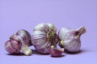 Fresh red garlic, France, Europe