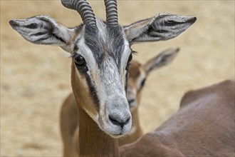 Mhorr gazelle (Nanger dama mhorr) with fawn, extinct in the wild but present in captive breeding