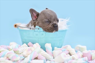 Sleeping French Bulldog dog puppy in bucket on blue background with marshmallow sweets