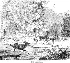 Deer with calf, Hubertus hunt, hunting scenes, wild animals, forest, clearing, night, crescent