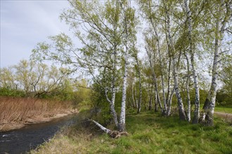 Birch trees by the river Oker in the Oker valley, Vienenburg, Goslar, Harz, Lower Saxony, Germany,