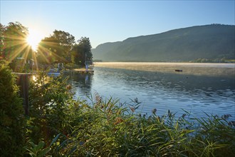 Lake shore, reeds, sunrise, summer, Steindorf am Lake Ossiach, Lake Ossiach, Carinthia, Austria,